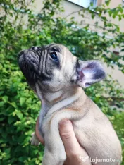 De vânzare pui de Bulldog Francez 