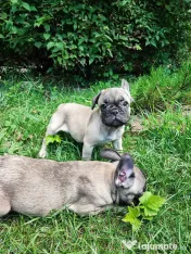 De vânzare pui de Bulldog Francez 