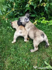 De vânzare pui de Bulldog Francez 