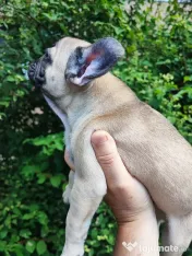 De vânzare pui de Bulldog Francez 