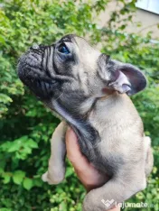 De vânzare pui de Bulldog Francez 