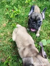 De vânzare pui de Bulldog Francez 