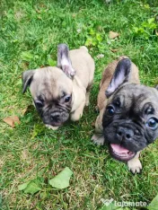 De vânzare pui de Bulldog Francez 