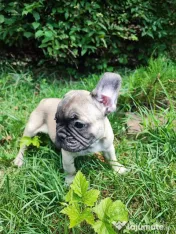 De vânzare pui de Bulldog Francez 