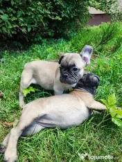 De vânzare pui de Bulldog Francez 