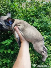 De vânzare pui de Bulldog Francez 