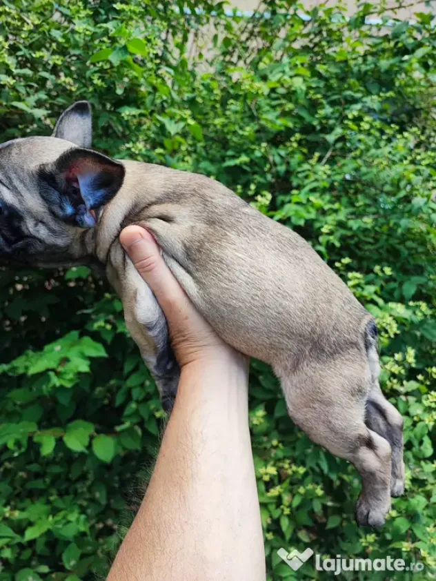 De vânzare pui de Bulldog Francez