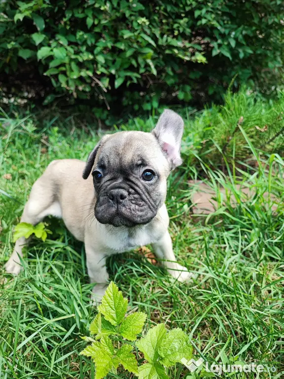 De vânzare pui de Bulldog Francez