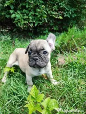 De vânzare pui de Bulldog Francez 