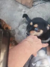 Donez Catelusi husky jucausi 