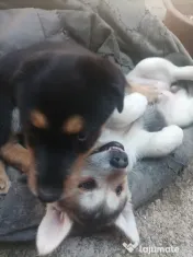 Donez Catelusi husky jucausi 