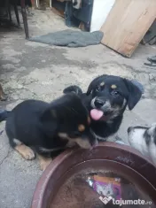 Donez Catelusi husky jucausi 