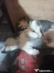 Donez Catelusi husky jucausi 