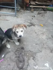 Donez Catelusi husky jucausi 