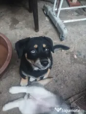 Donez Catelusi husky jucausi 