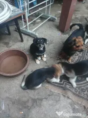 Donez Catelusi husky jucausi 