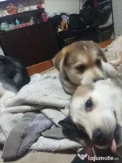 Donez Catelusi husky jucausi 