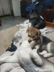 Donez Catelusi husky jucausi 