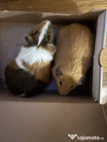 2 Porcusori de Guineea