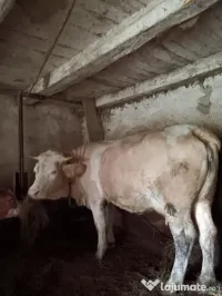 Vând vacă cu vițea 