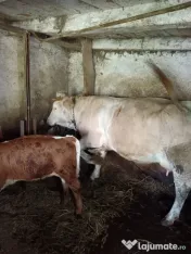 Vând vacă cu vițea 