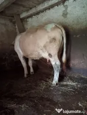 Vând vacă cu vițea 