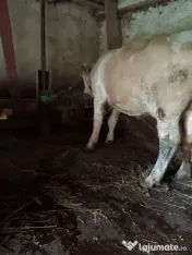 Vând vacă cu vițea 