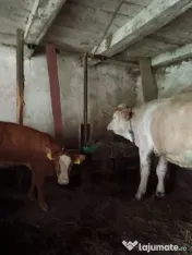 Vând vacă cu vițea 