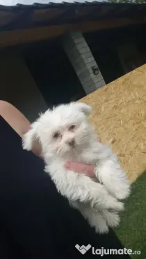 bichon maltez fetițe