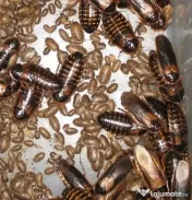 Hrana vie de inalta calitate pentru Gecko, Reptile, Pasari – Dubia, SuperWorms 