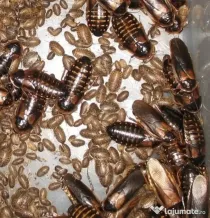 Hrana vie de inalta calitate pentru Gecko, Reptile, Pasari – Dubia, SuperWorms
