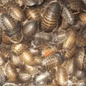 Hrana vie de inalta calitate pentru Gecko, Reptile, Pasari – Dubia, SuperWorms 