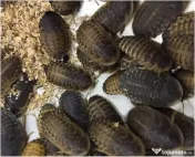 Hrana vie de inalta calitate pentru Gecko, Reptile, Pasari – Dubia, SuperWorms 