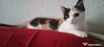 Donez pisica pufosica