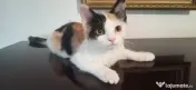Donez pisica pufosica