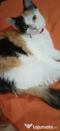 Donez pisica calico 