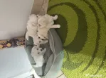 Bichon maltez fetițe și băieței