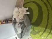 Bichon maltez fetițe și băieței 