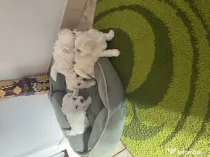 Bichon maltez fetițe și băieței