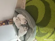 Bichon maltez fetițe și băieței 