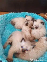 Pisicuțe Ragdoll fetițe și băieței 