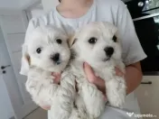 Caței Bichon vaccinati deparazitati