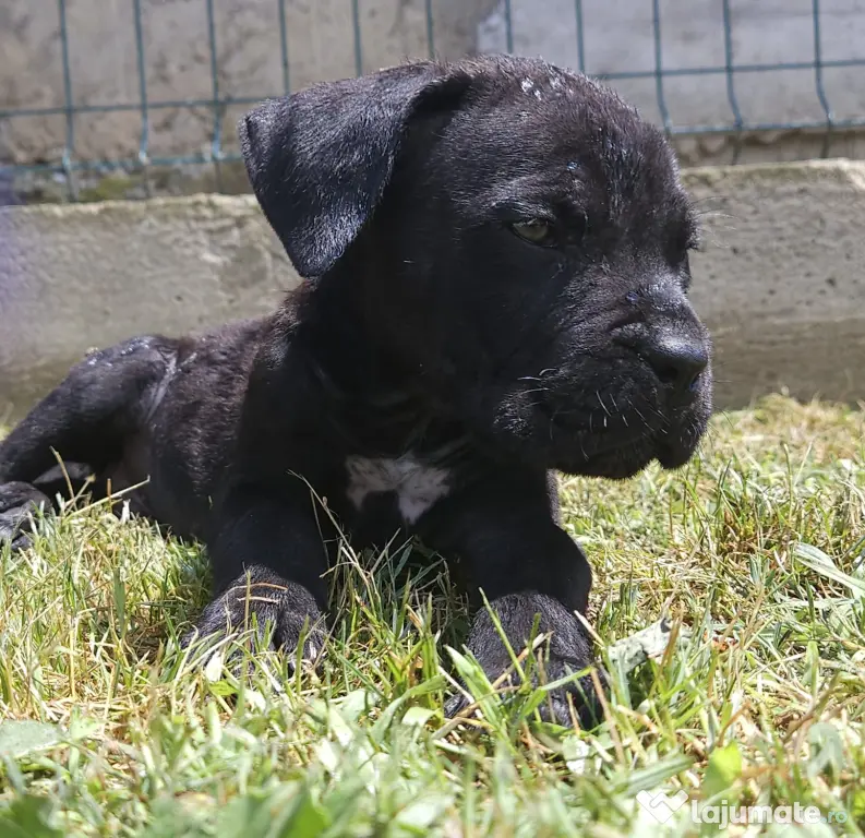 Vând catei cane corso