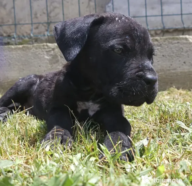 Vând catei cane corso