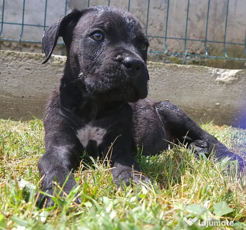 Vând catei cane corso
