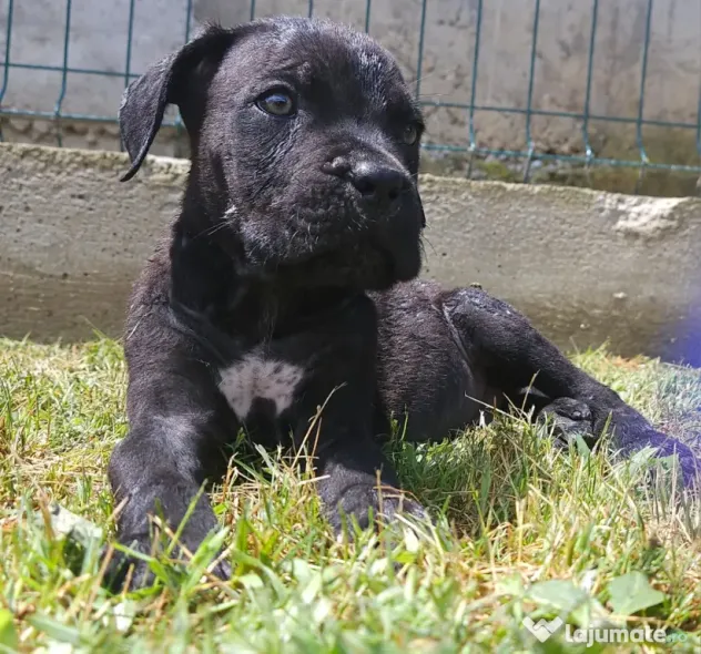 Vând catei cane corso