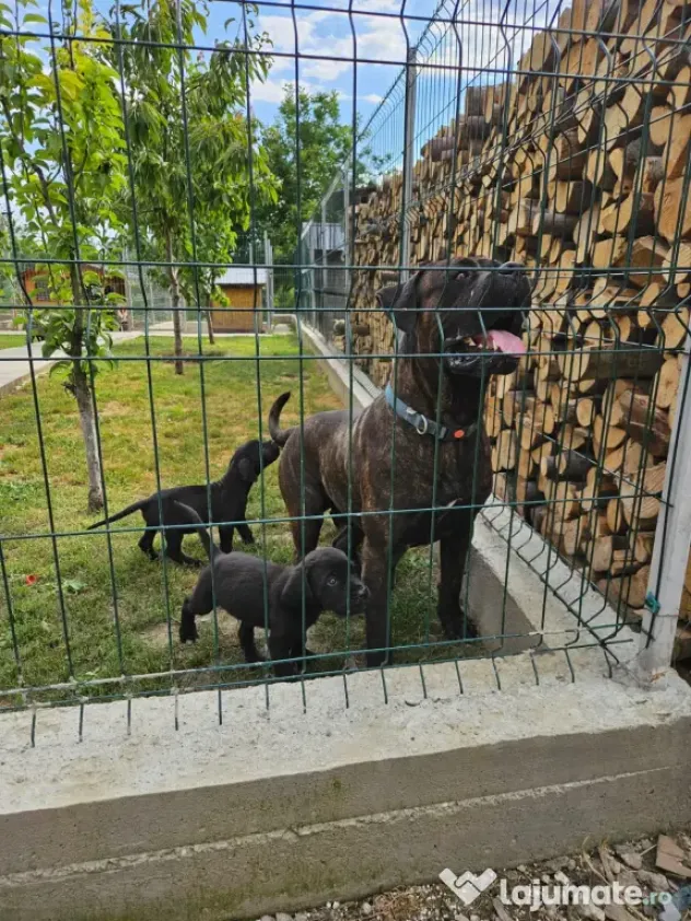 Vând catei cane corso