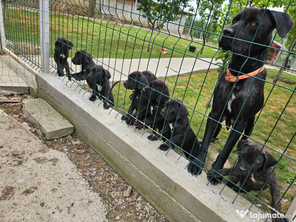 Vând catei cane corso