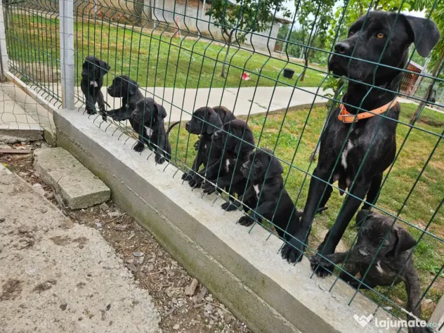 Vând catei cane corso