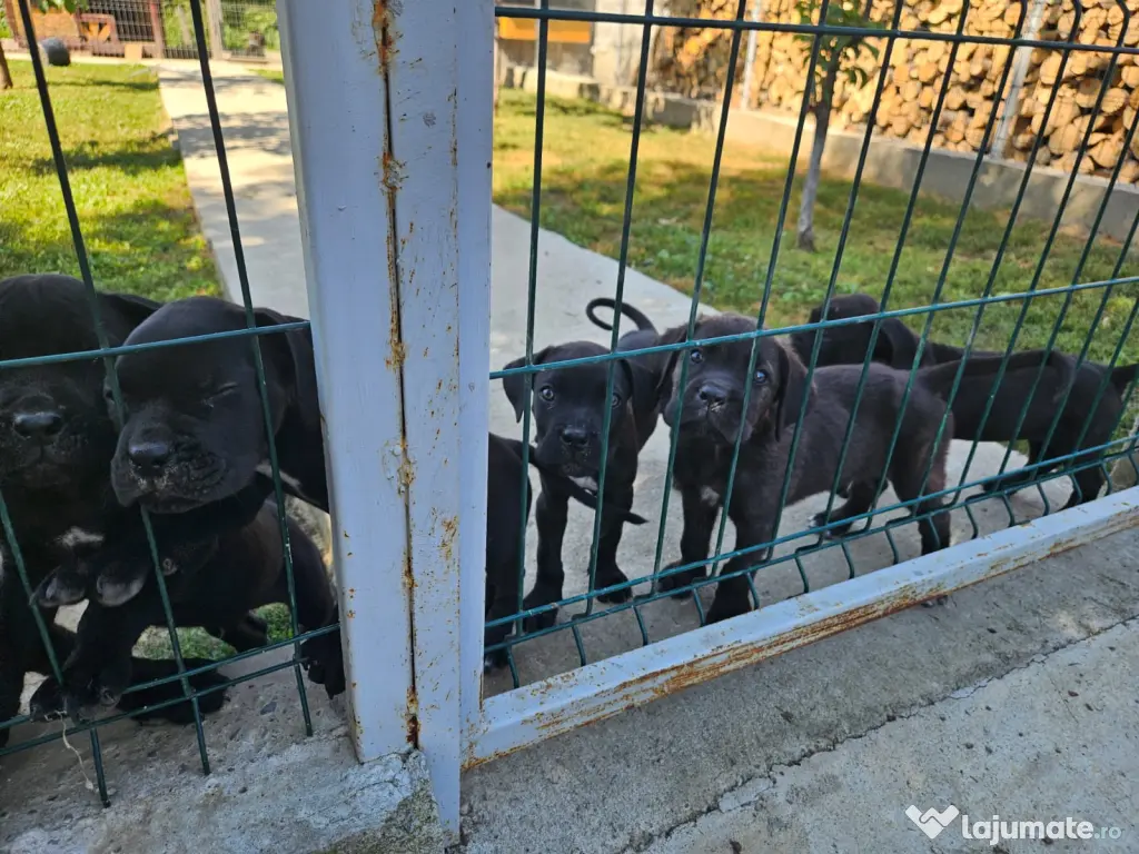 Vând catei cane corso